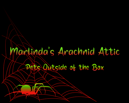 Marlinda's Arachnid Attic